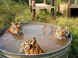 3 tigers resting in a tub